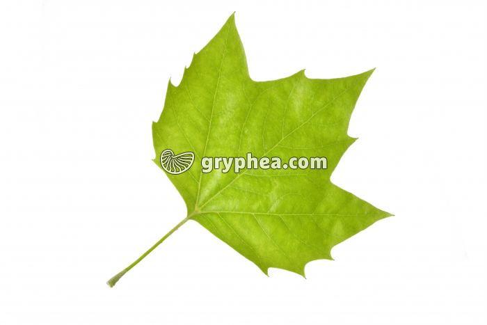 Platane - feuille (Platunus acerifolia) - gryphea.com